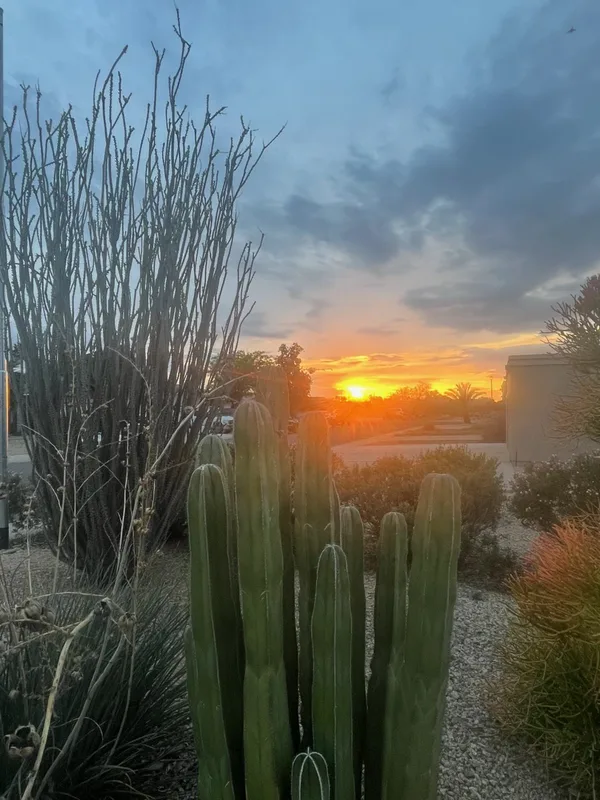 Columnar cacti in front of an orange desert sunset